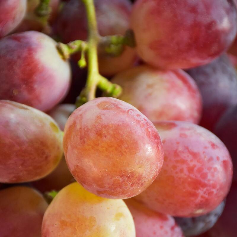 Viñedos